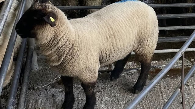 Sheep marts: First spring lamb of the year makes €190 at Loughrea