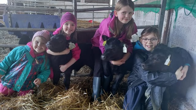 Triplet heifer calves for two IFA county chairs