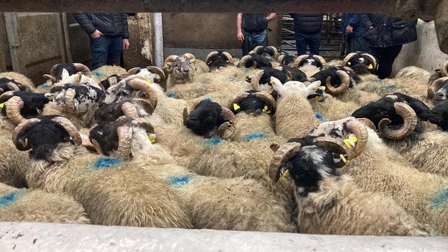 Manorhamilton sees fat hoggets clear €200/head