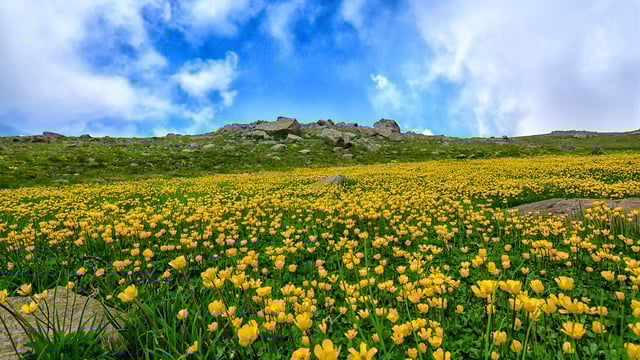 'Roadmap towards Nature Credits' criticised for lack of 'clarity'