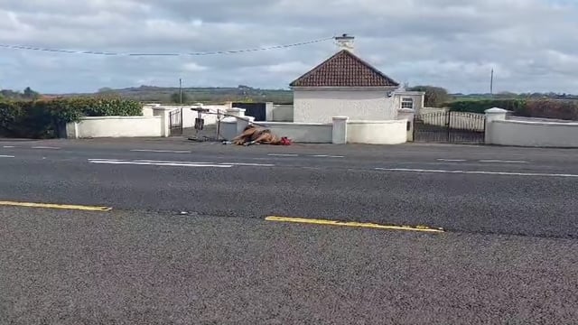 Gardaí conduct enquiries following death of a horse in Limerick