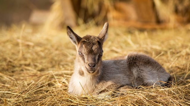 Bird flu virus detected in domestic goat in US for the first time