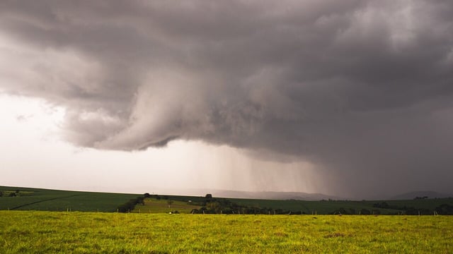 'Incessant rainfall' causing 'serious issues' for beef farmers