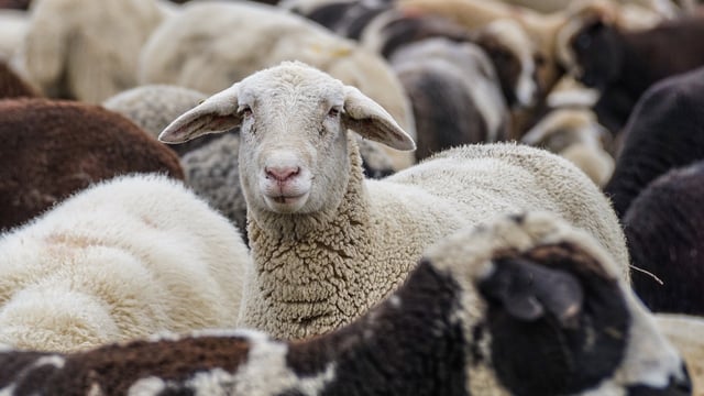UK sheepmeat imports from NZ and Australia total 37,900t in 2023