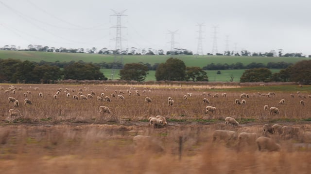 Australian lambs held in anticipation of higher prices in 2024