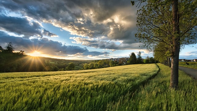 Report: Land under cereals fell by 16,300ha over 12 month period