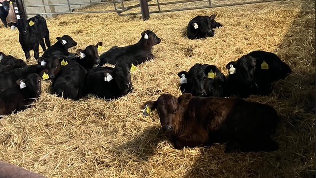 Sellers and buyers of better calves 'team up' in new initiative