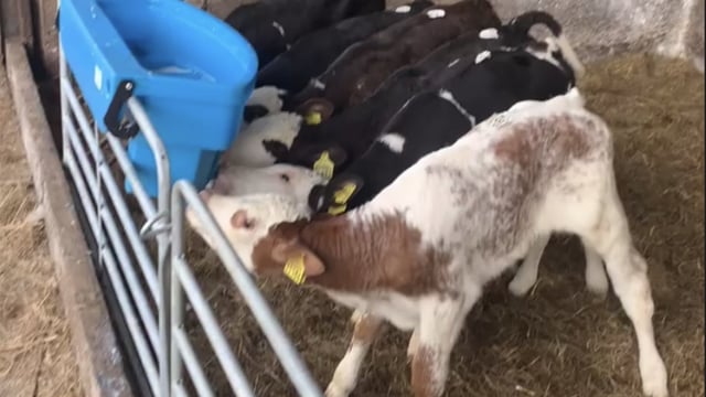 Table: How much does it cost to rear a dairy-beef calf?