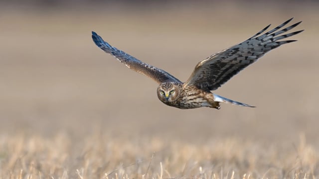 Plan to address decline of the hen harrier launches today
