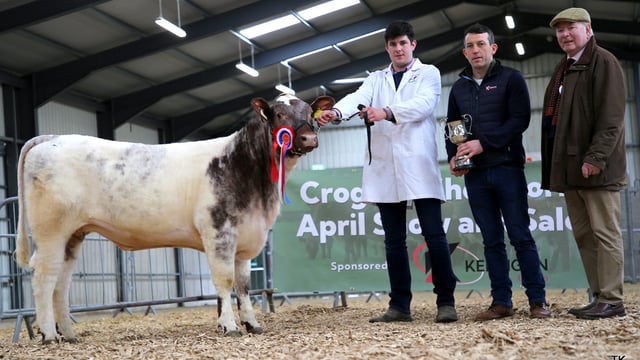 Shorthorn sale reports from Elphin and Carrick on Shannon