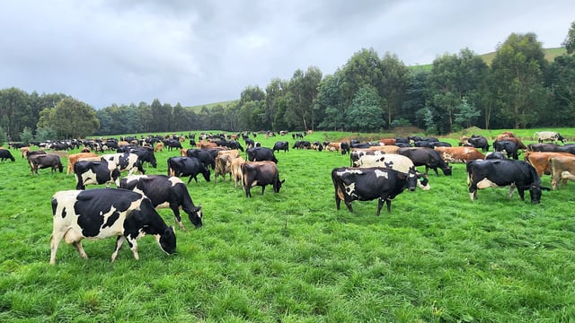Irishman breeding medium-sized cows for new dairy farm in Oz