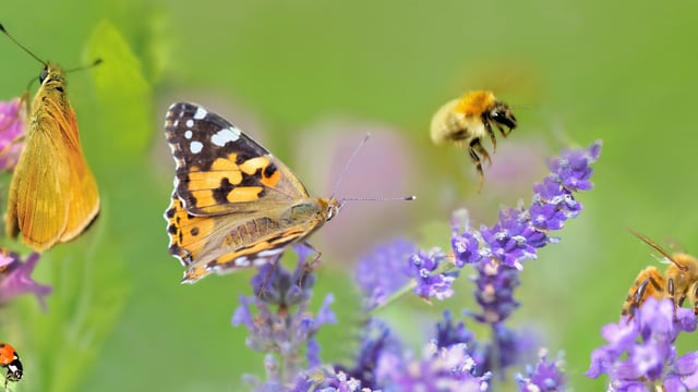 New farming and biodiversity national network launched