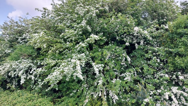 Festival of Farmland Biodiversity celebrates hedgerows