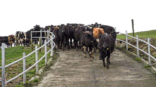 AHI to launch new plan to tackle lameness in dairy herds