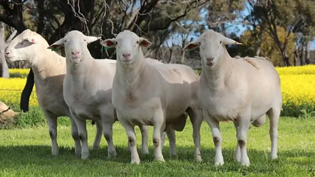 Australian farmer digs pit 'big enough' for more than 3,000 sheep