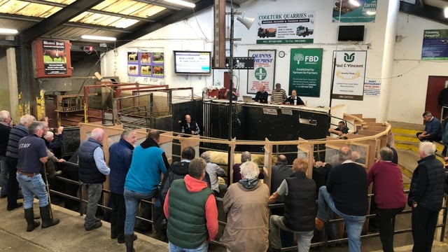 Cattle and sheep trade keeps farmer spirits high at Ballina Mart