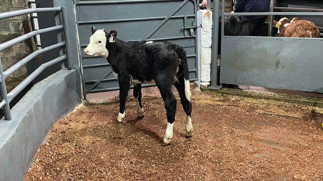 Table: How much extra money are high CBV calves making?