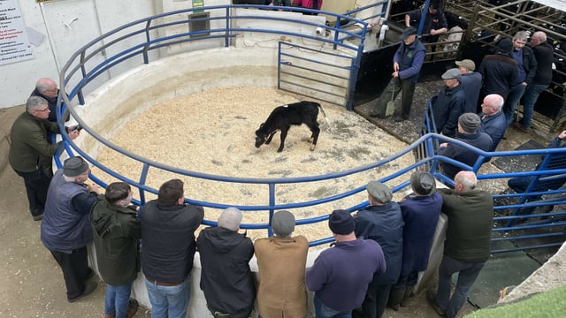 Table: Average prices paid for calves by breed, age and CBV