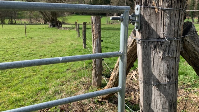 Graphic: Kerry farmer 'will get out of sheep' after 'horrific' dog attack