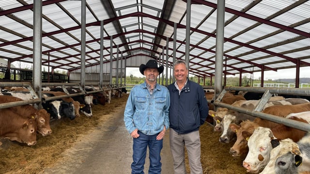 US cattle rancher shares views on cow size and age at first calving