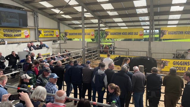 Pirate Boss takes top price at Gigginstown Angus sale
