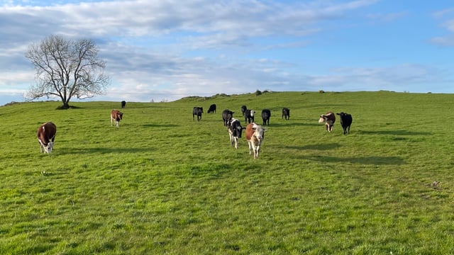 Factory quotes: Will beef trade see sheep-like price surges?