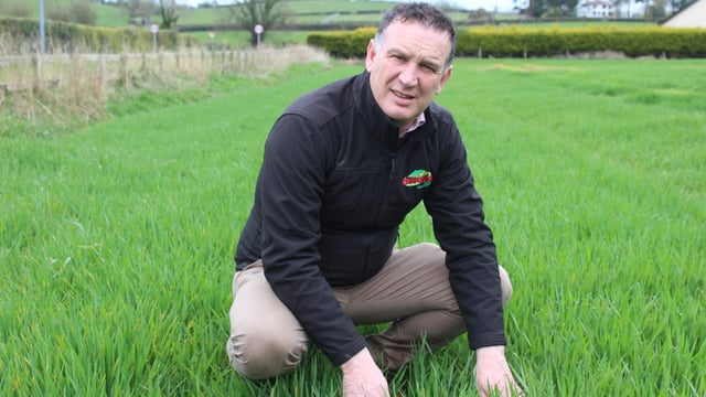'60% of targeted winter cereal planting achieved in NI' - agronomist