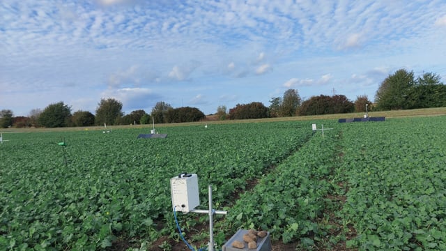 Study: Sensors could give early warning of beetles in oilseed rape