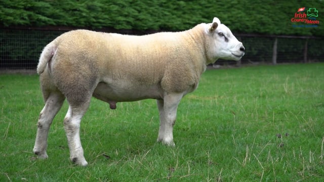 ICM sustainability trial lambs arrive on Kerry sheep farms