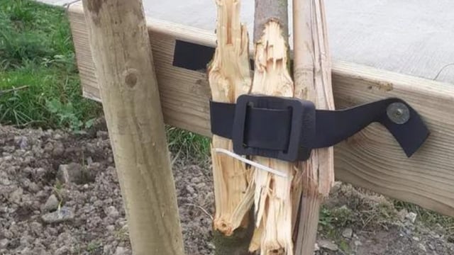 Gardaí investigating damage to trees in Bettystown