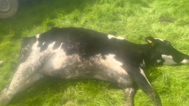 One heifer killed and more injured following dog attack in Wicklow