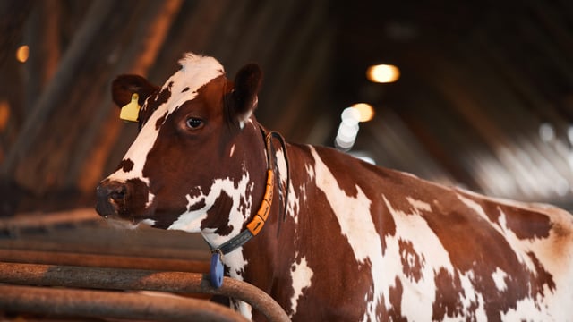US: Bird flu tests for dairy cows before interstate transfers