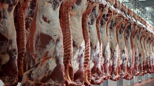 Beef Kill: Average carcass weights falling for heifers and steers