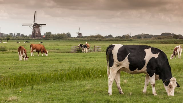 Further €50m for Dutch farmers closing livestock sites