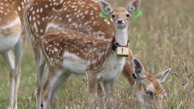 Sleeping habits of newborn deer are as individual as human infants - study
