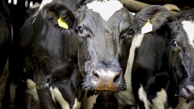 'Significant' investment to be made for dairy research
