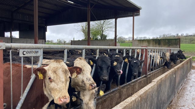Spring struggles on the ABP Demo Farm as rain persists