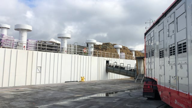 Second shipment of Irish cattle arrives in Casablanca