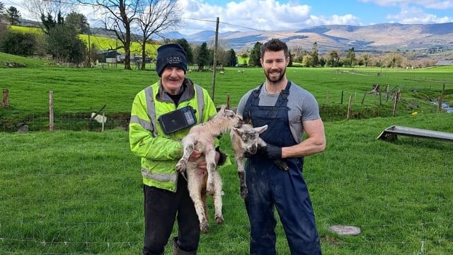 Counting the cost of storms and foxes on a Kerry hill sheep flock