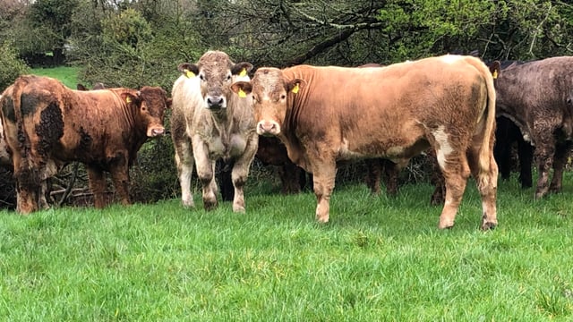 Farmers feeding bullocks to be hit by nitrates rule changes