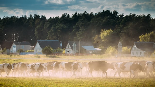Denmark will not seek extension of nitrates derogation