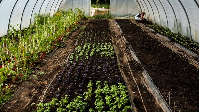 Dunnes Stores in bid to create 'urban farm' in Cork