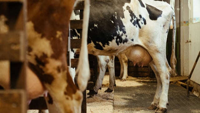 'Major concern' as MSD ceases lepto vaccine production