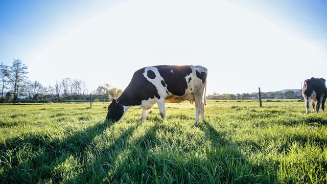 Dr. Joe Patton on how grass quality will drive milk solids
