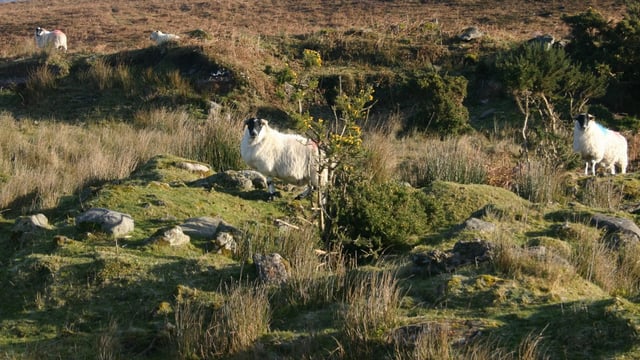 Gardaí investigating theft of 11 sheep in Co. Carlow