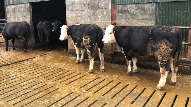 Table: How profitable was dairy calf to beef in 2023?