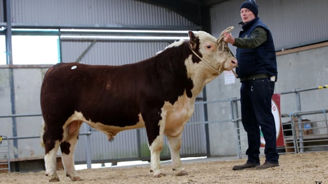 Final Hereford Spring Show and Sale set for Nenagh