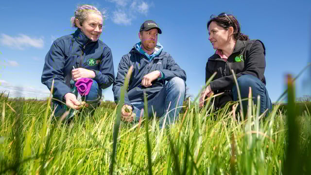 Demand for clover increased while fertiliser prices rose