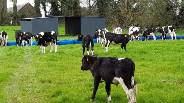 Managing the transition for calves being weaned off milk