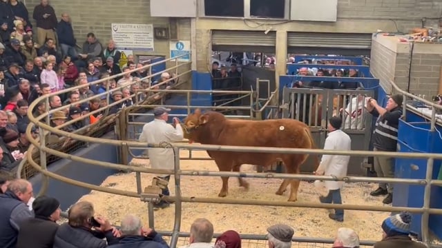 Meath herd takes top price of €17,000 at Roscrea Limousin sale
